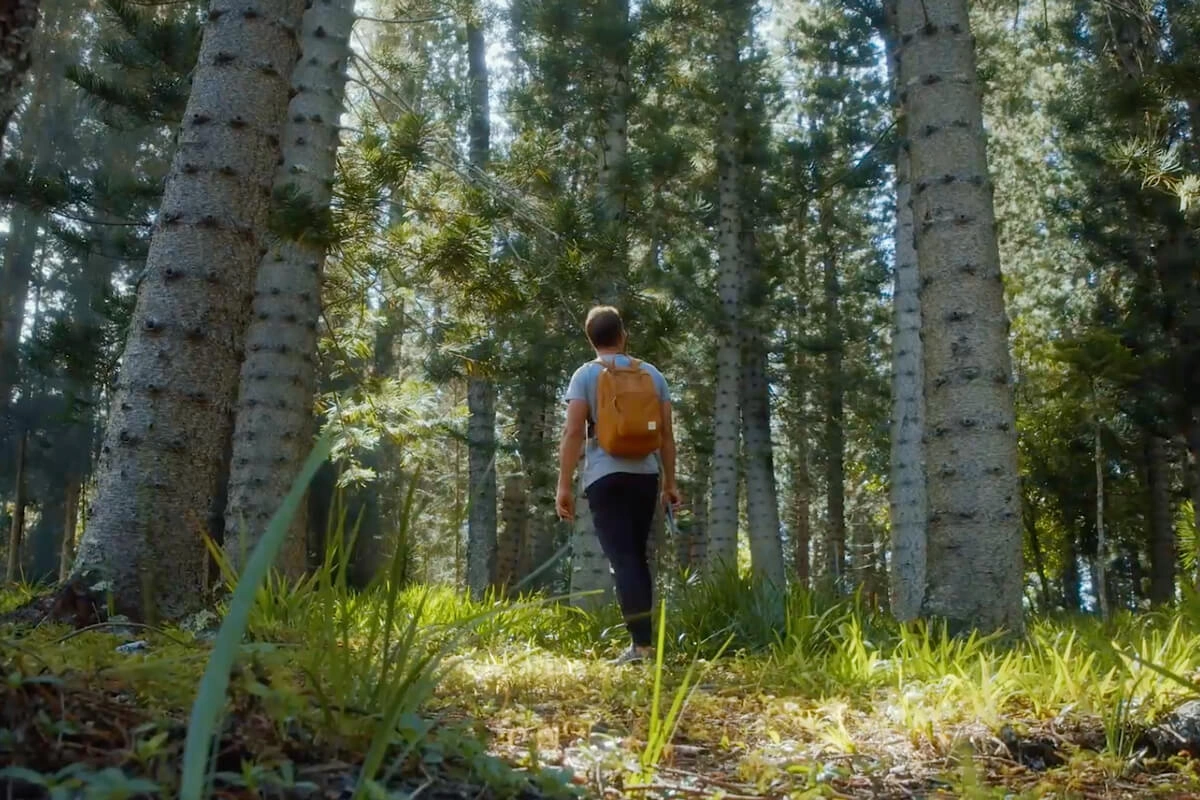 Immagine dell’articolo “ Tradurre in azioni concrete principi e valori”. Nell’immagine c’è un uomo che cammina nella foresta.