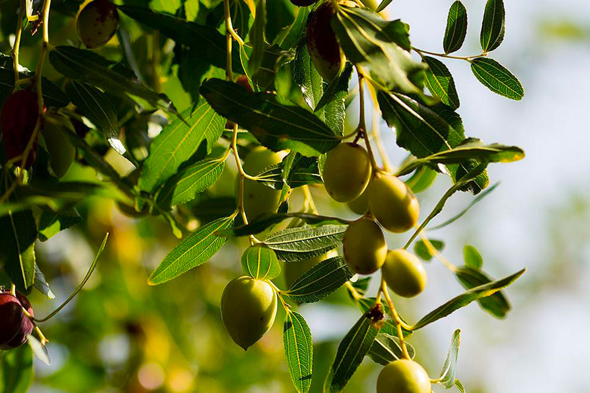 Immagine contenuta nell'articolo del calendario Gava del mese di novembre 2023. Foto di un ramo di ulivo con le olive.