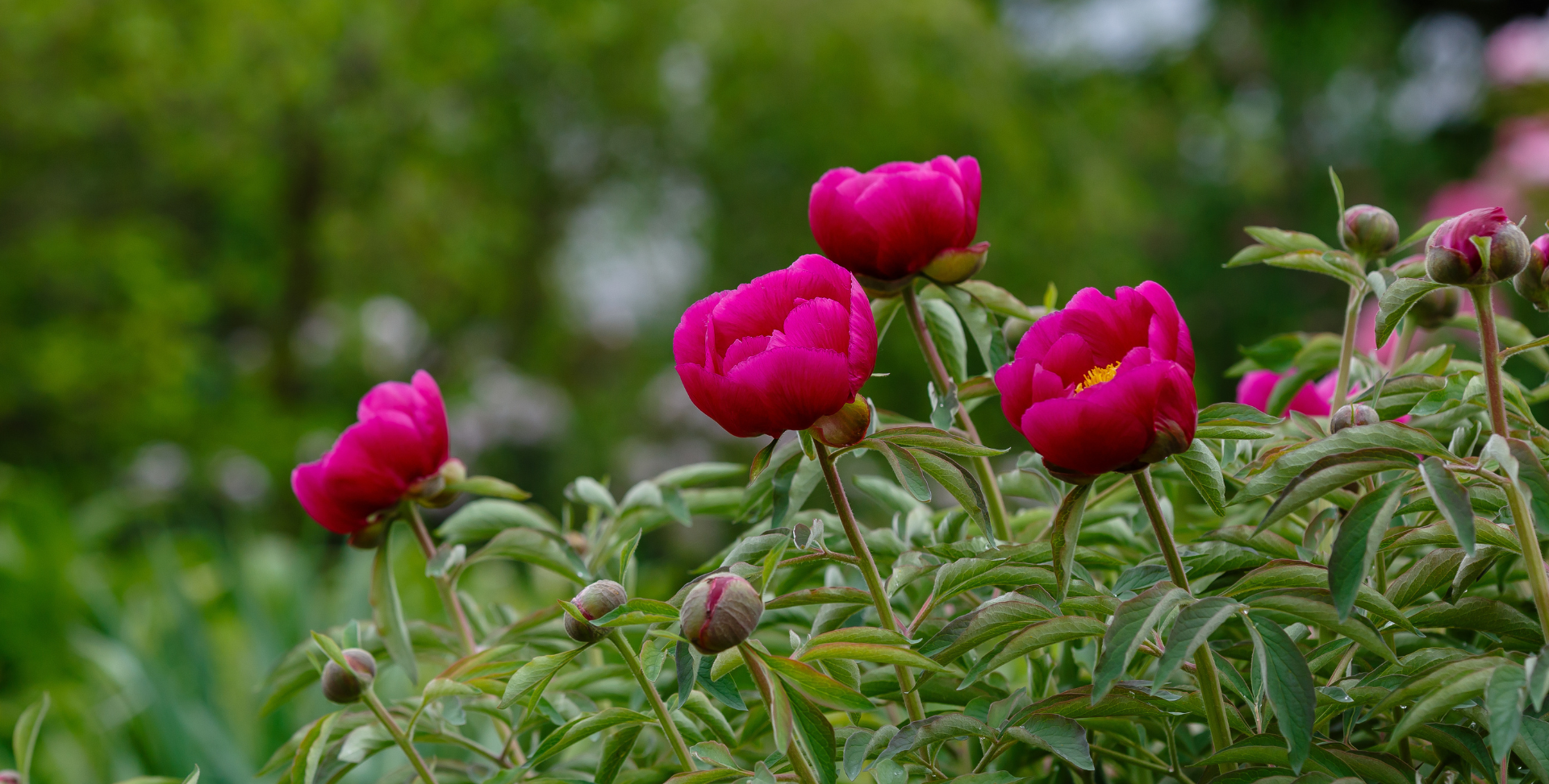 campo di peonie selvatiche calendario gava imballaggi 2025