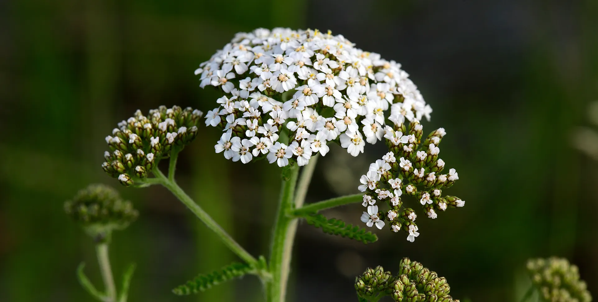 Achillea in fiore