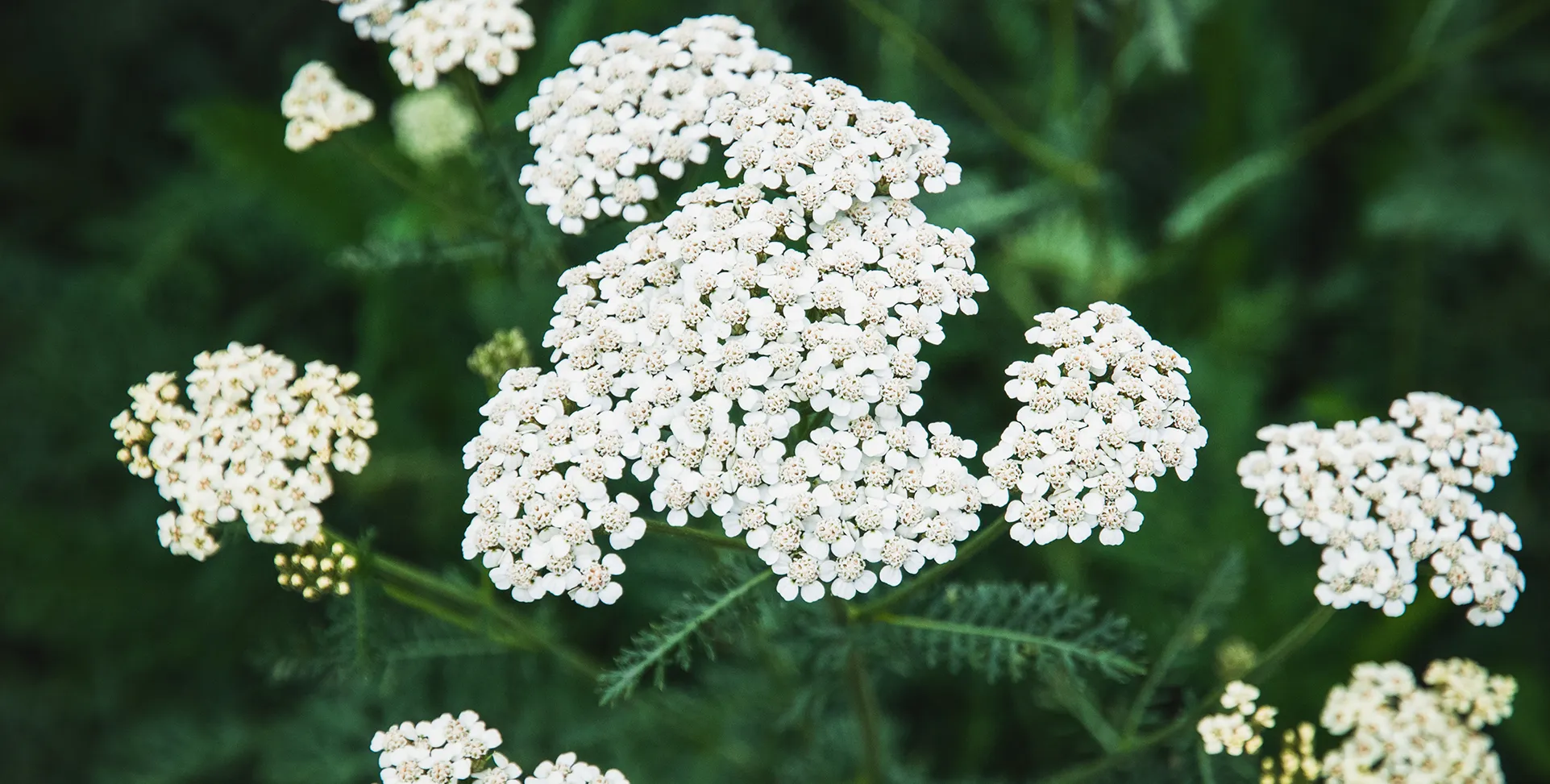 Achillea in fiore