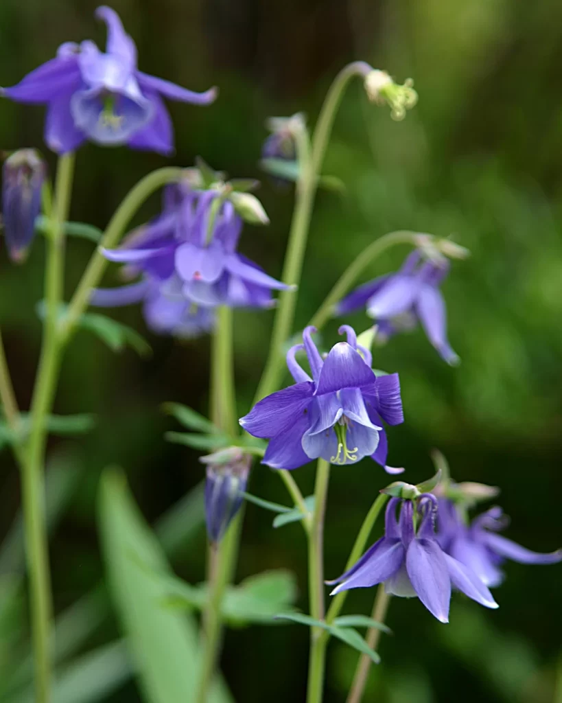 dettaglio pianta di aquilegia in fiore