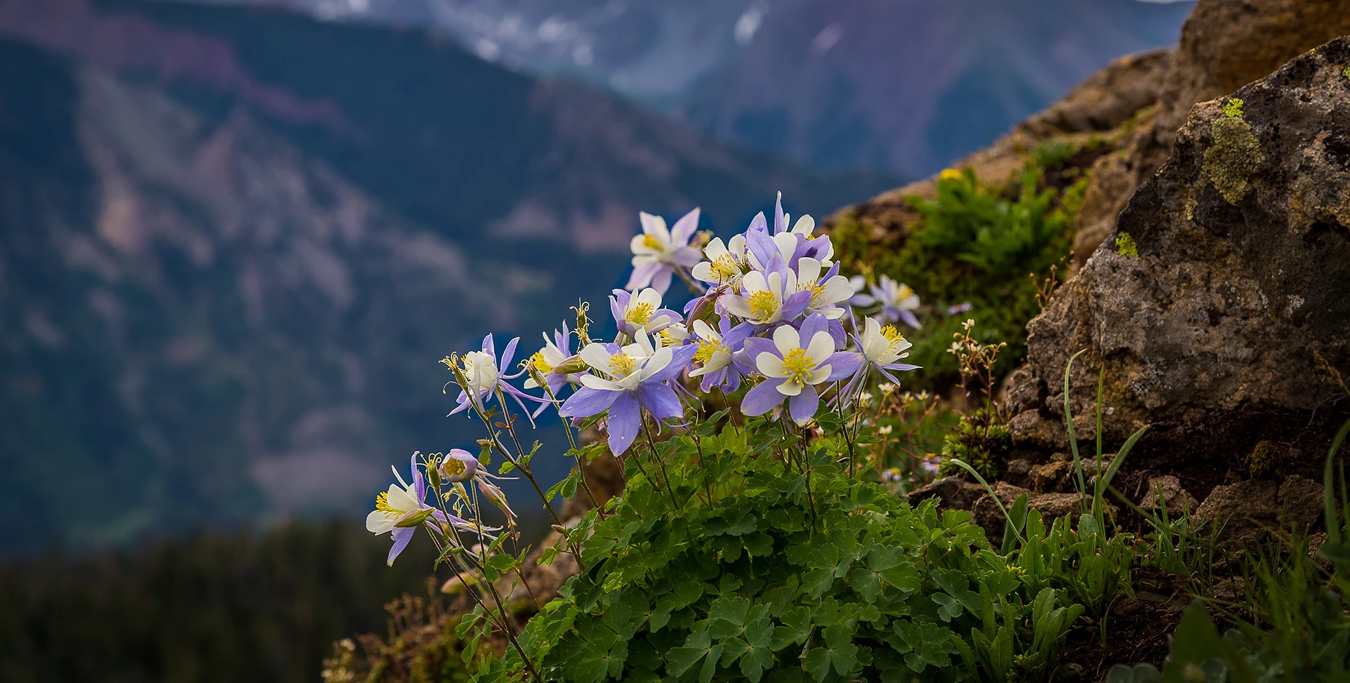 Aquilegia viola in fiore in paesaggio alpino