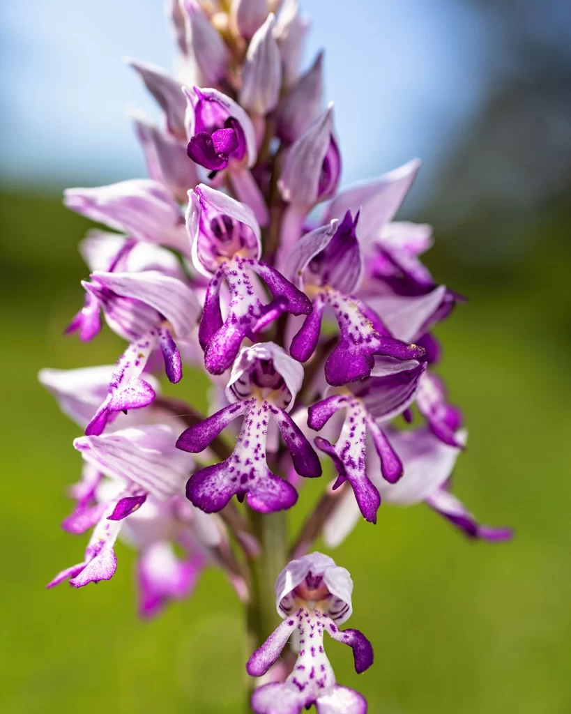 orchidea militare dettaglio fiore
