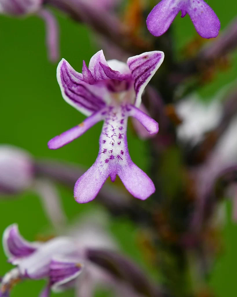 dettaglio fiore orchidea militare 