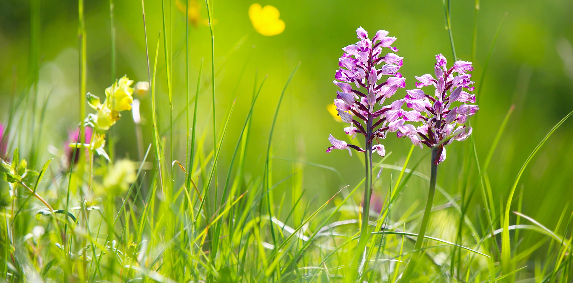 orchidea militare in cansiglio 