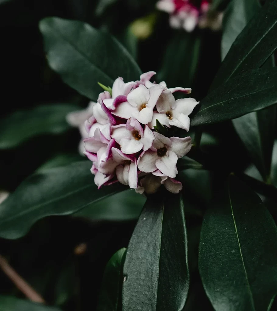 dafne-mezereum-cover-910x1024
