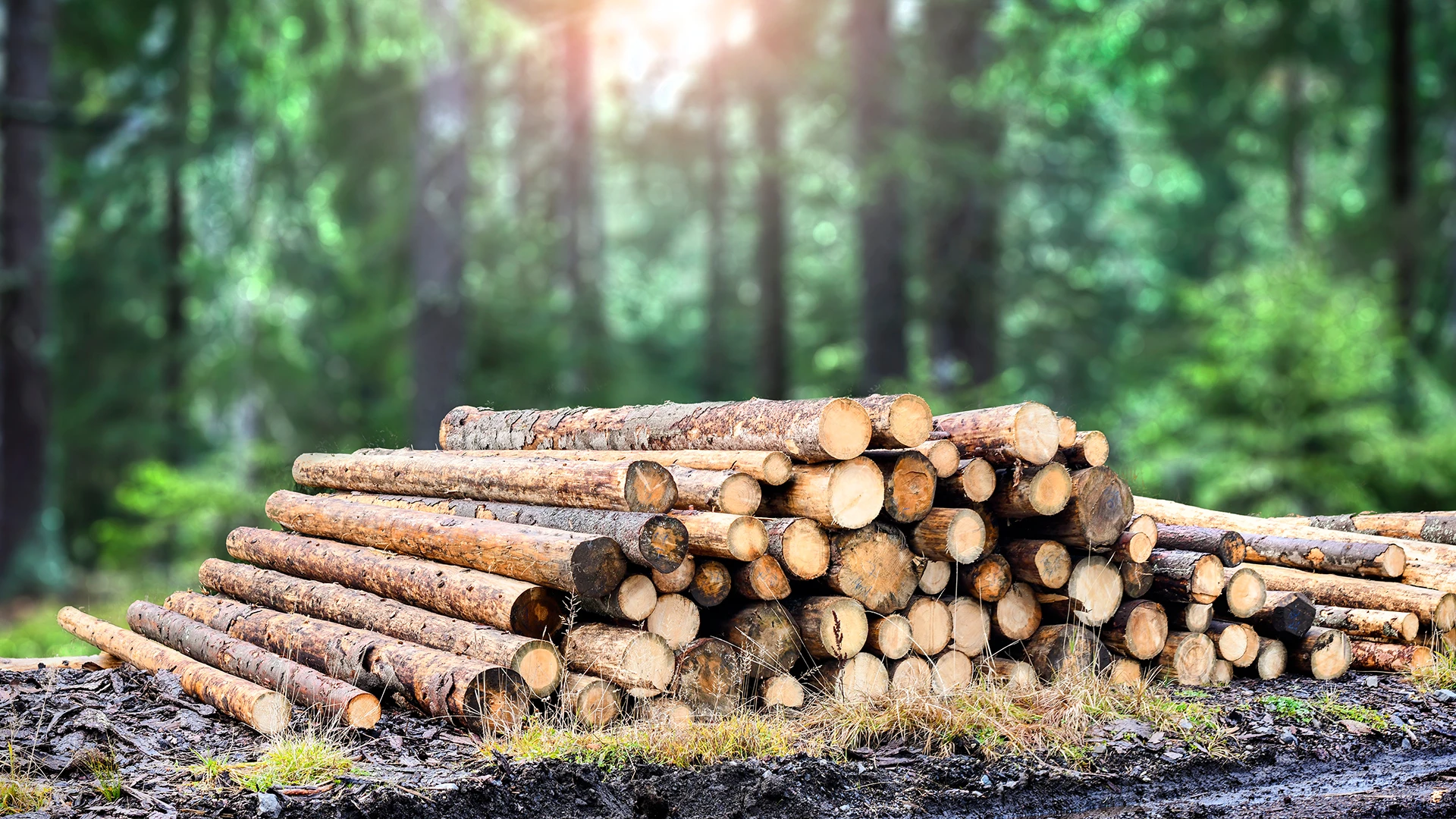 Immagine di un bosco con dei tronchi tagliati
