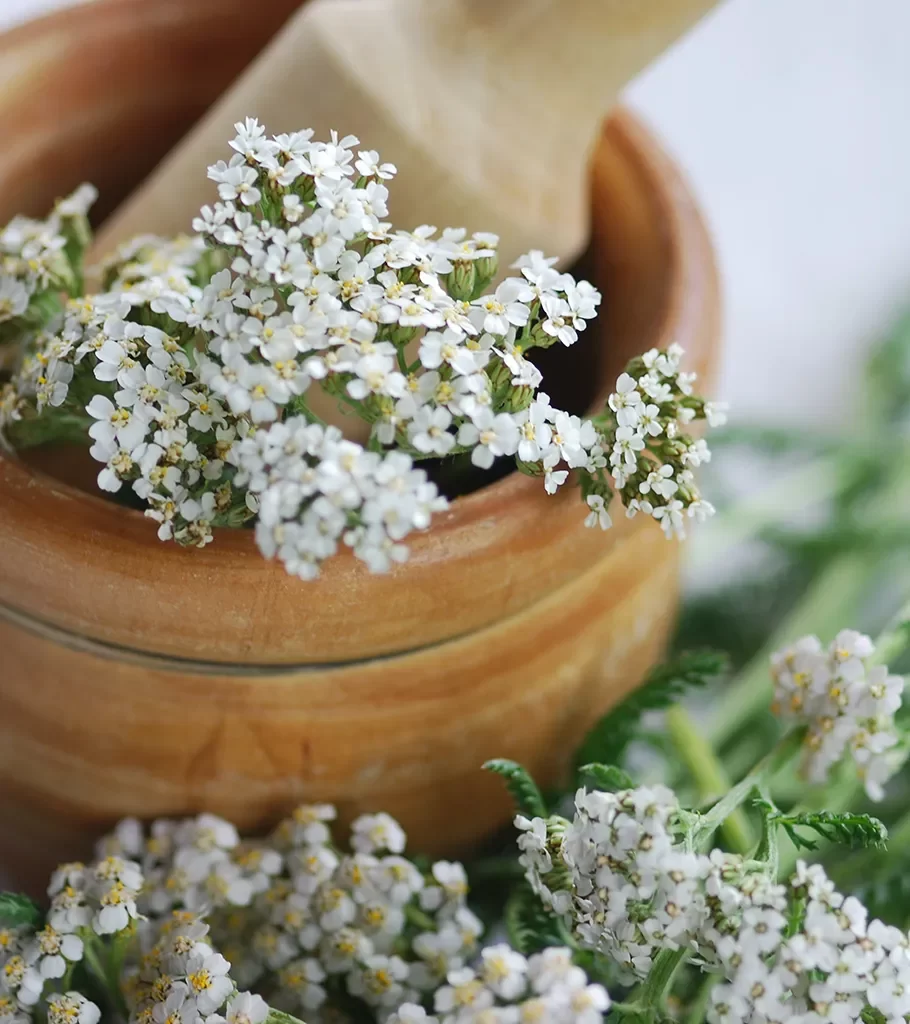 cura naturale con achillea