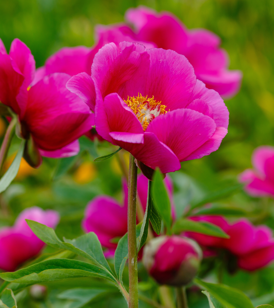 peonia selvatica - calendario gava imballaggi 2025
