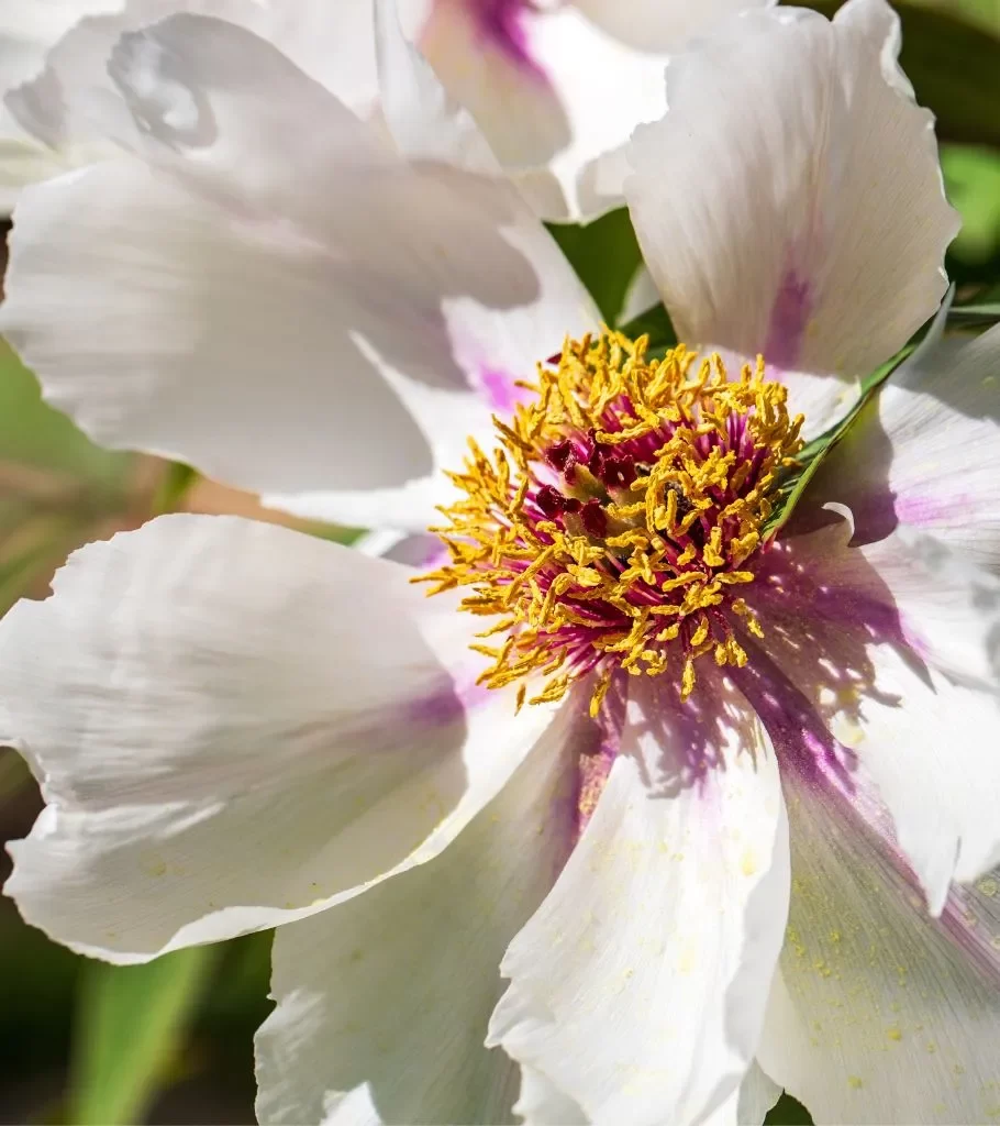 peonia selvatica bianca calendario gava imballaggi 2025
